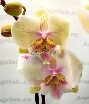 Орхидея Биг Лип (Big Lip) — Рассада цветов и овощей.