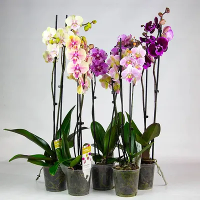 Фаленопсис Биг Лип (Phalaenopsis Sunrise Kiss) — купить в интернет-магазине  Ангелок