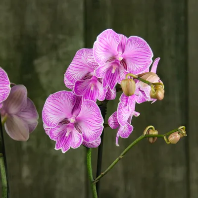 Орхидея Phal. Autumn Wind big lip - купить, доставка Украина