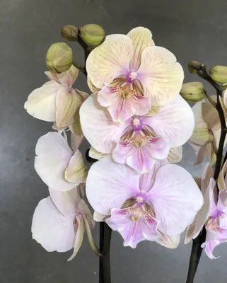Орхидея Фаленопсис Биг Лип Персиковый (Phalaenopsis Big Lip)