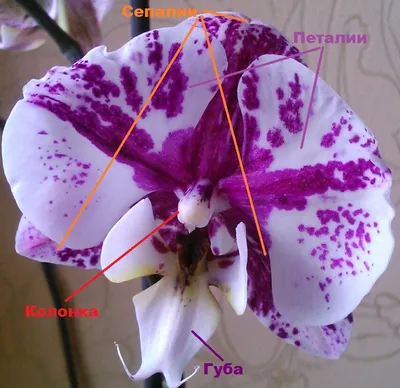 Орхидея Биг Лип (Big Lip) — Рассада цветов и овощей.