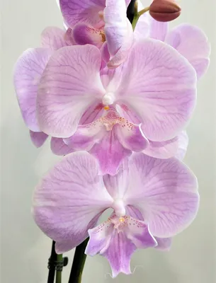 Orchid Big Lip | Орхидея фаленопсис Биг Лип! - YouTube