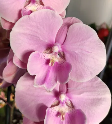 Орхидея Фаленопсис Биг Лип Розовый (Phalaenopsis Big Lip)