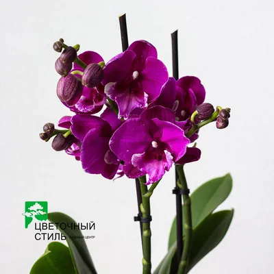 Орхидея Биг лип: фото и подробное описание, особенности цветения,  популярные разновидности и рекомендации по уходу за растением в домашних  условиях