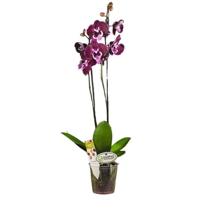 Орхидея Биг Лип – купить в Москве, цена 1 500 руб., продано 21 марта 2018 –  Растения и семена