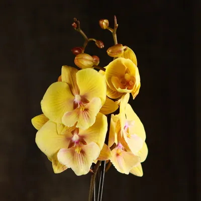 Орхидея Фаленопсис биг лип