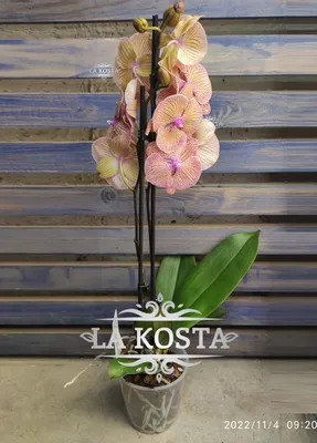 Орхидея Биг Лип купить в Москве с доставкой