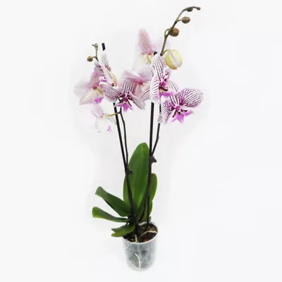 Цветущая орхидея Биг Лип шоколад 2 ст, 12 горшок Цена - 6950р❌❌ 1 бронь!!!  Передержки нет!!! | Instagram