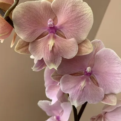 Орхидея Phalaenopsis Wine Velvet, Big Lip | Сделать губы больше, Орхидея,  Орхидеи