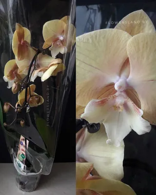 Орхидея Фаленопсис Биг Лип Black Swan 2 ст - купить в Москве, цены на  Мегамаркет