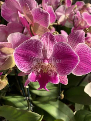 Орхидея Фаленопсис Биг Лип Спешл 2 ствола D:12см H:60см купить в Москве с  доставкой