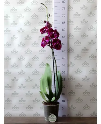 Орхидея биг лип - 47 фото | Орхидея, Орхидеи, Октопус