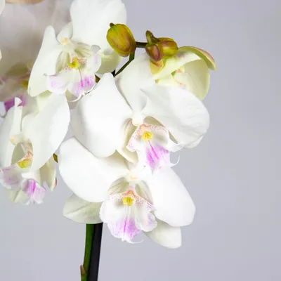 Орхидея желтый биг лип😍 Очень крутой желтый биг лип, яркий и нарядный)  Стараюсь и держусь чтобы не оставить красавца себе😅😍 Первый раз такой  получаем, редкий экземпляр) Есть всего 1 в наличии. Предложите