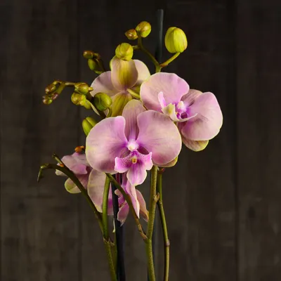 Купить Орхидею Биг Лип в Москве