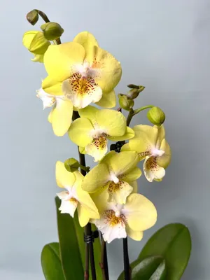 Орхидея биг лип Вері Мапл.: 900 грн. - Комнатные растения Кривой Рог на Olx