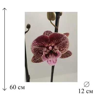🌺ОРХИДЕИ || ПРОДАЖА|| РОСТОВ on Instagram: \"Цветушая орхидея Биг Лип  (Манхеттен) 2 цветоноса, 12 горшок Цветок стандарт 8-9 см . 5 броней -  2900р 1 бронь самовывоз уценка- ❌ ПЕРЕДЕРЖКИ НЕТ! УЧИТЫВАЙТЕ