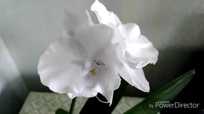 Орхидея Фаленопсис Биг лип пепл 3-4рр 12/55: купить оптом в Москве