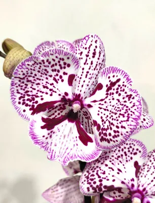 Орхидея Фаленопсис Big Lip, 1 ст., 70 см