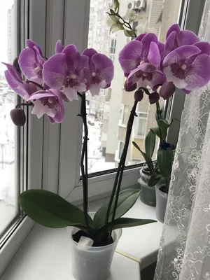 Орхидея Биг Лип купить