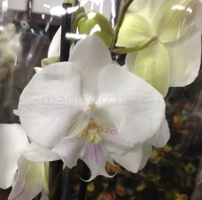 Фаленопсис биг лип Споттед каскад орхидея О442 купить в Москве с доставкой  - Корзина Цветов