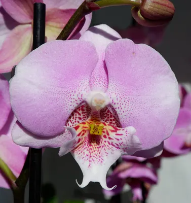 Орхидея Фаленопсис Грин Денсер Биг Лип 2 ст купить в Москве с доставкой |  Магазин растений Bloom Story (Блум Стори)