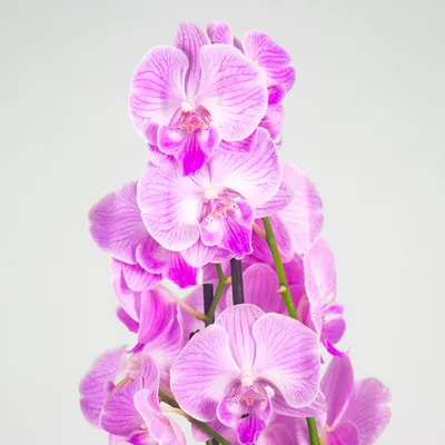 Сортовая орхидея купить