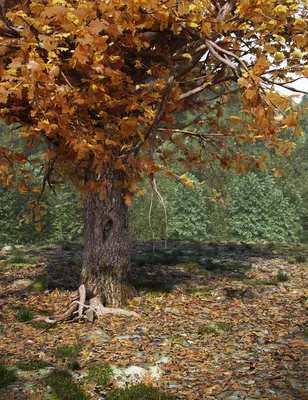 Осенний дуб фото фото