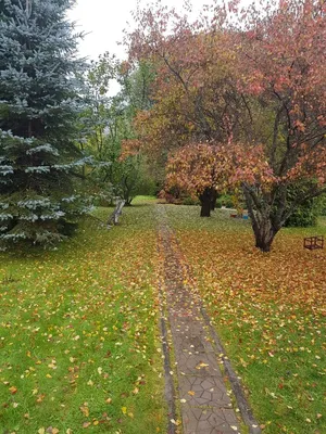 Осенний сад фото фотографии