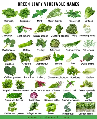 Овощи список с фото фото