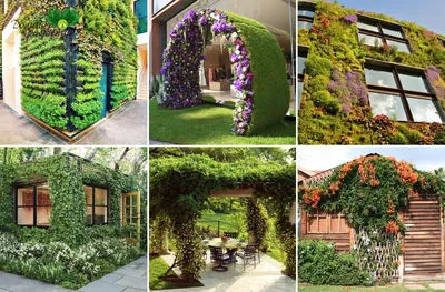 Вертикальное озеленение сада и помещения с помощью зеленых насаждений