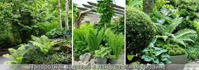 Хосты и папоротник в саду | Идеи посадки растений, Почвопокровные растения,  Хоста