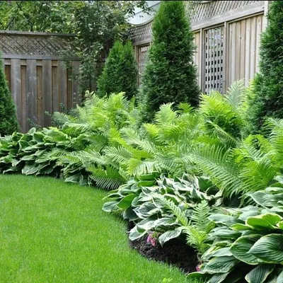 ПАПОРОТНИКИ В САДУ: стильно, модно, благородно Вы используете папоротники  для украшения сад… | Shade landscaping, Shade garden design, Backyard  landscaping designs