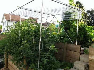 навес для помидоров | Growing tomatoes, Building, Growing
