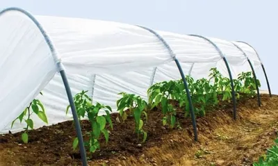 У Дачи Парник подснежник 4 метра для рассады, спанбонд белый для дачи и  сада, дуги теплицы садовые