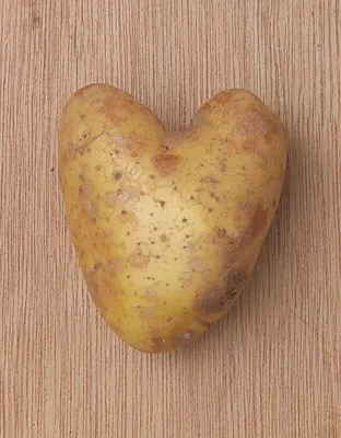 Почему появляется парша на картофеле и нужно ли ее бояться и лечить |  Сибирский сад Оксаны Артеменко | Дзен