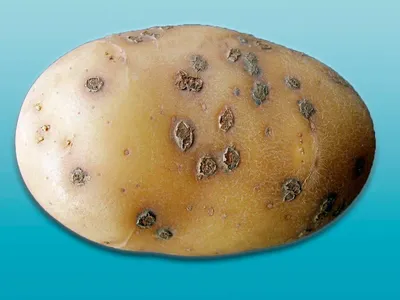Как избавиться от парши на картофеле -