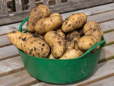 Порошистая парша картофеля - AgroFlora.ru