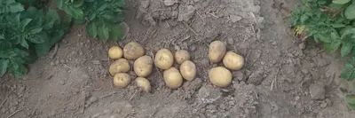 Почему появляется парша на картофеле и нужно ли ее бояться и лечить |  Сибирский сад Оксаны Артеменко | Дзен