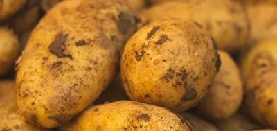 Серебристая парша картофеля | Торговый Дом «КЧХК»