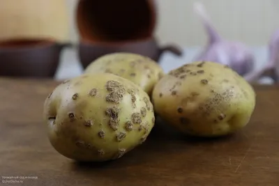 Распространённая ошибка: садоводы раскрыли, почему появляется парша на  картофеле