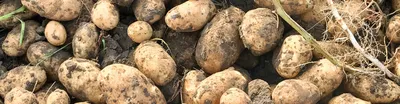Парша на картофеле: как избавиться | Урожайный сад и огород | Дзен