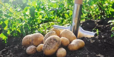 Будь здоров, картофель