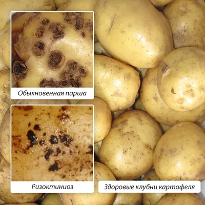 Agrometrica - удобрения и средства защиты растений - Идея заметки родилась  в момент чистки картошки :) На фото - парша картофеля обыкновенная,  повсеместно распространенная бактериальная инфекция, которая поражает  клубни. Такая картошка плохо