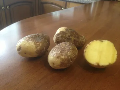 Лучшие сорта картофеля для длительного хранения