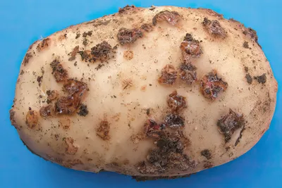 Простой дедовский метод - как лечить картофель от парши — УНИАН
