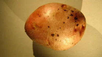 Защитить картофель от болезней и парши может борная кислота и марганцовка |  28.06.2023 | NVL