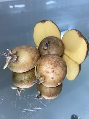 Порошистая парша картофеля - Яблуком