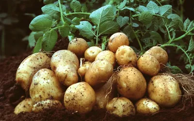 Когда копать картошку? Как хранить картошку? Какие сорта картошки выбрать?  - 17 сентября 2021 - НГС24
