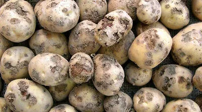 Болезни картофеля и их лечение биопрепаратами - Biopreparaty