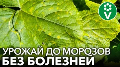 Как прищипывать огурцы: пошагово с фото | ivd.ru